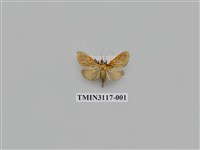 藏品(螟蛾221)的圖片